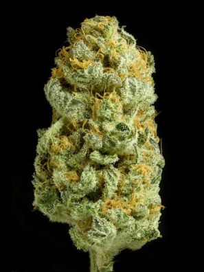 Dinafem - Critical Cheese