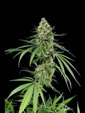 Dinafem - Critical +