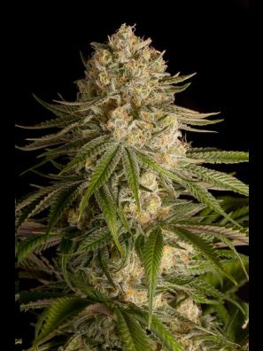 Dinafem - Critical Kush
