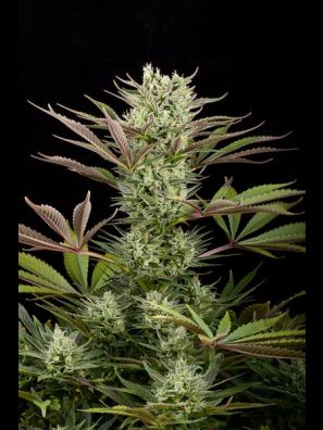 Dinafem - Deep Cheese