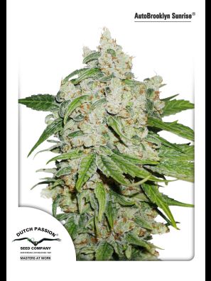 Dutch Passion - Auto Brooklyn Sunrise