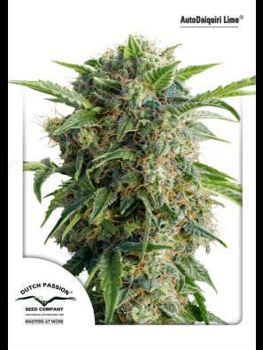 Dutch Passion - Auto Daiquiri Lime