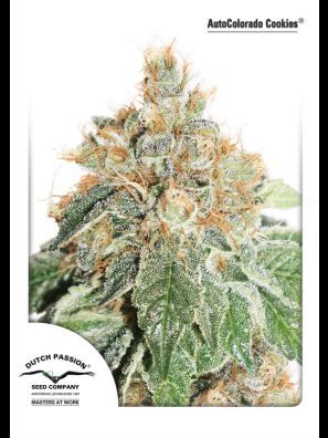 Dutch Passion - Auto Colorado Cookies