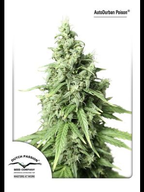 Dutch Passion - Auto Durban Poison
