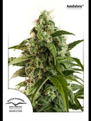 Dutch Passion - Auto Euforia