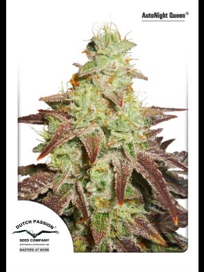 Dutch Passion - Auto Night Queen