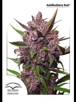 Dutch Passion - Auto Blackberry Kush
