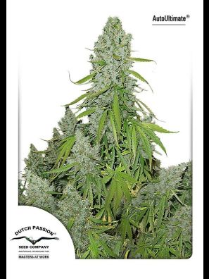 Dutch Passion - Auto Ultimate