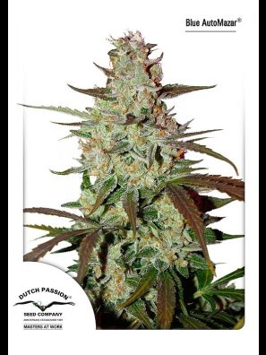 Dutch Passion - Blue Auto Mazar