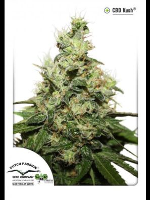 Dutch Passion - CBD Kush
