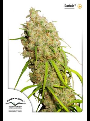 Dutch Passion - Desfrán®