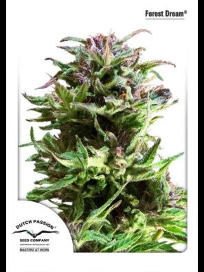 Dutch Passion - Forest Dream