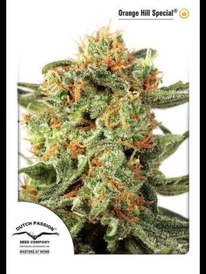Dutch Passion - Orange Hill Special