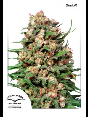 Dutch Passion - Skunk #1