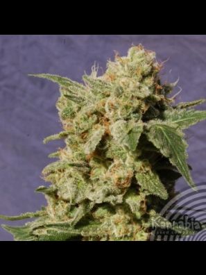 Kannabia - BCN Diesel
