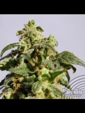 Kannabia - Power Skunk