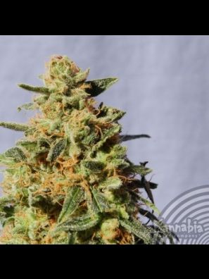 Kannabia - White Domina