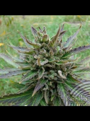 Kannabia - Kickass Auto
