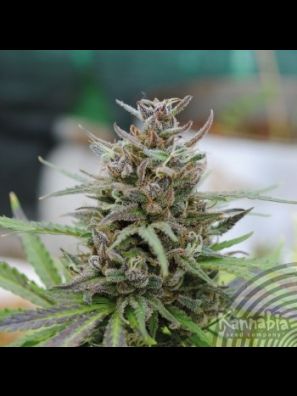 Kannabia - Baby Boom Auto