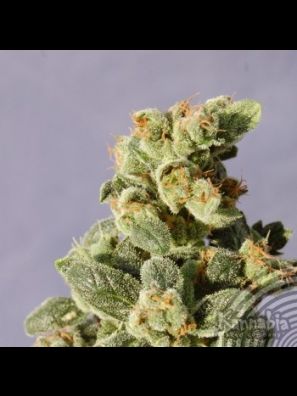 Kannabia - Gnomo Auto