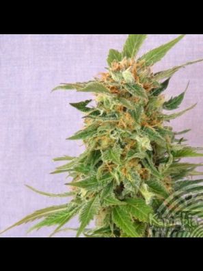 Kannabia - Hobbit Auto