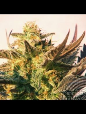 Kannabia - Speedy Gonzales Auto