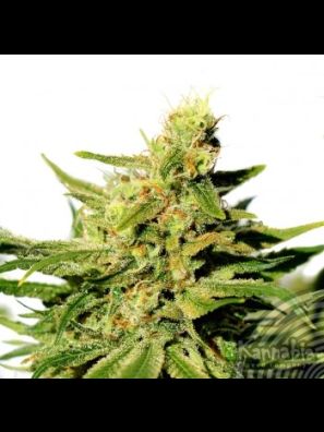 Kannabia - BCN Diesel CBD
