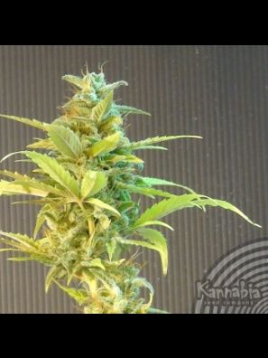 Kannabia - La Blanca Max Auto