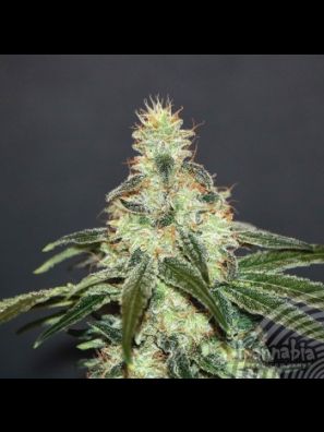 Kannabia - Mataro Blue CBD