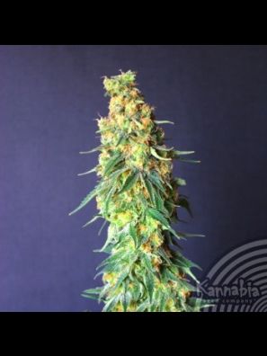 Kannabia - White Domina CBD