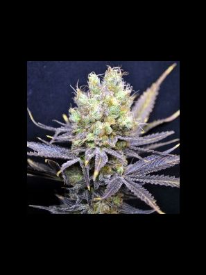 CBD Crew - CBD Nordle