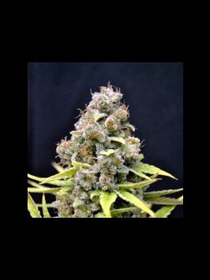 CBD Crew - CBD SharkShock