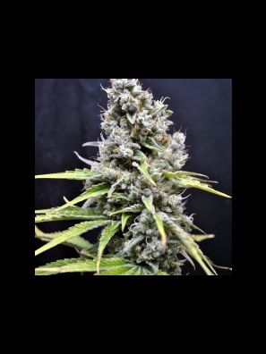 CBD Crew - CBD Skunk Haze