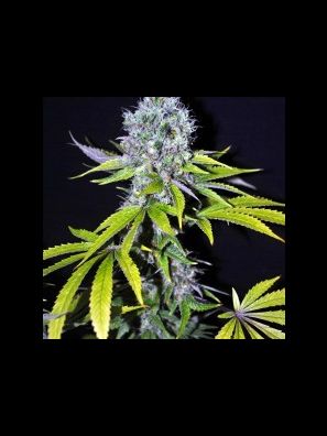 CBD Crew - CBD Yummy