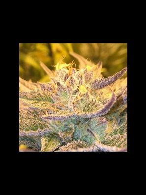 CBD Crew - CBD Girl Scout Cookies