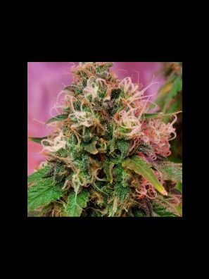 CBD Crew - CBD OG Kush