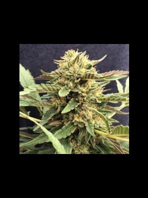 CBD Crew - CBD Therapy