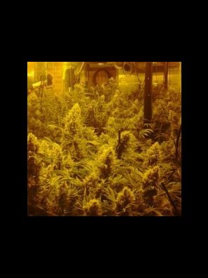 CBD Crew - CBD Indica Mix