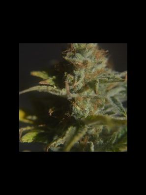 CBD Crew - CBD Divine