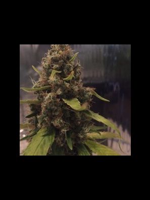 CBD Crew - CBD 3D