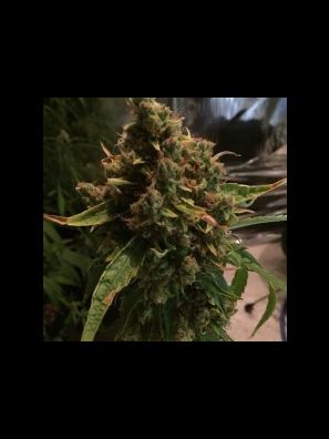 CBD Crew - CBD PH