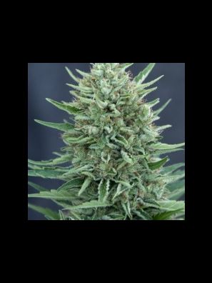 CBD Crew - CBD MedGom Auto