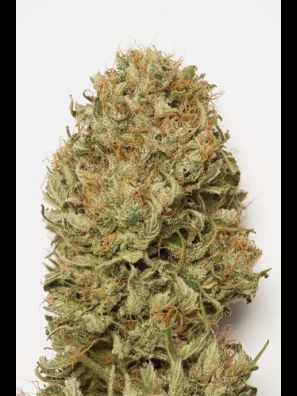 Humboldt - Blue Dream Auto