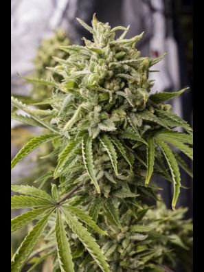 Humboldt - Bubba Kush Auto