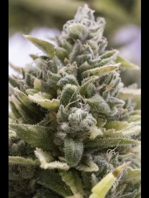 Humboldt - Bubba Cheese Auto