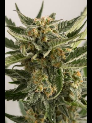 Humboldt - Lost Coast Skunk Auto
