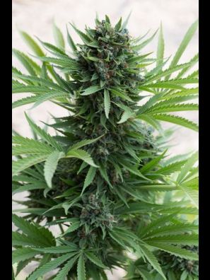 Humboldt - Sour Diesel Auto