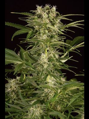 Humboldt - Lemon Juice Express Auto