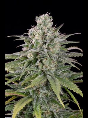 Humboldt - UK Cheese Auto