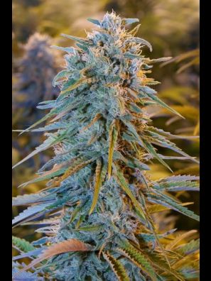 Humboldt - Blue Dream